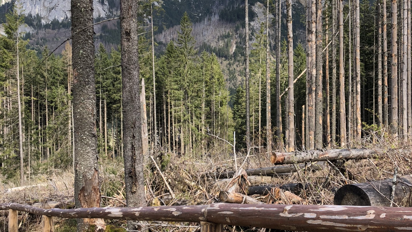 Wildnis, Fichten-Tannen-Wälder, Biome, Gemäßigten Nadelwald, Wald. Wallpaper in 1366x768 Resolution