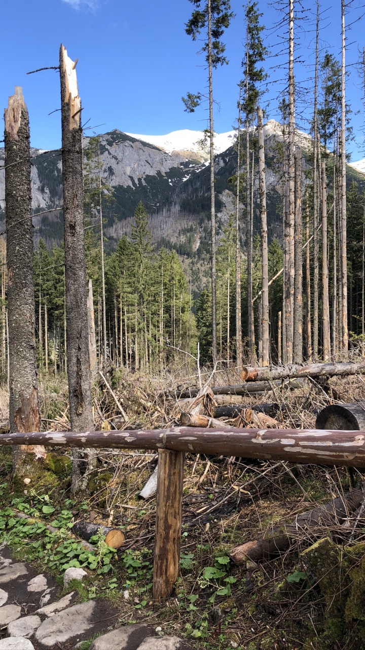 Wildnis, Fichten-Tannen-Wälder, Biome, Gemäßigten Nadelwald, Wald. Wallpaper in 720x1280 Resolution
