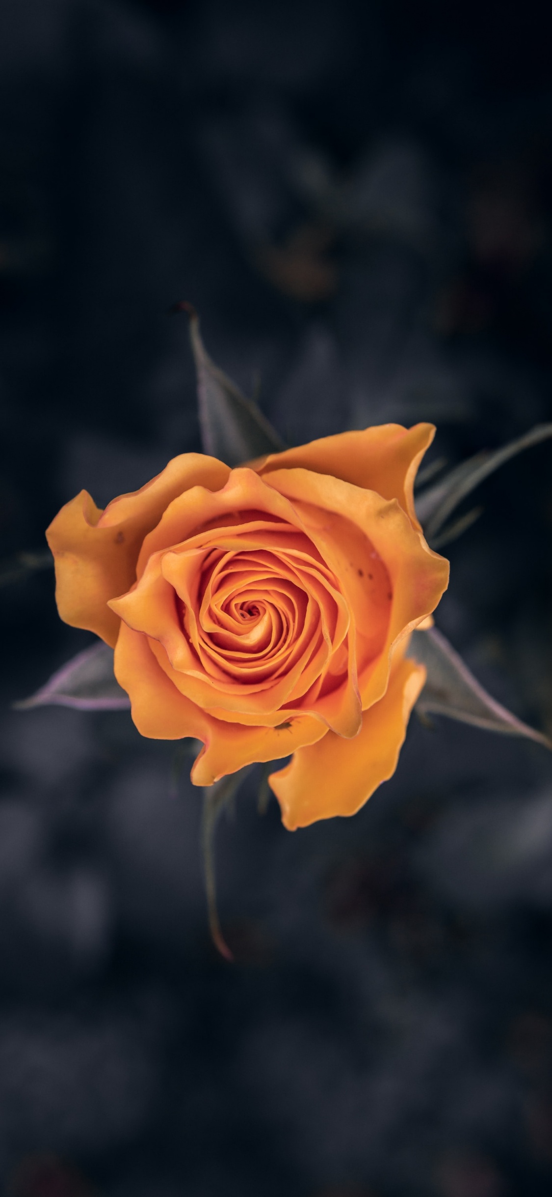 Rose Jaune en Fleur Photo en Gros Plan. Wallpaper in 1125x2436 Resolution