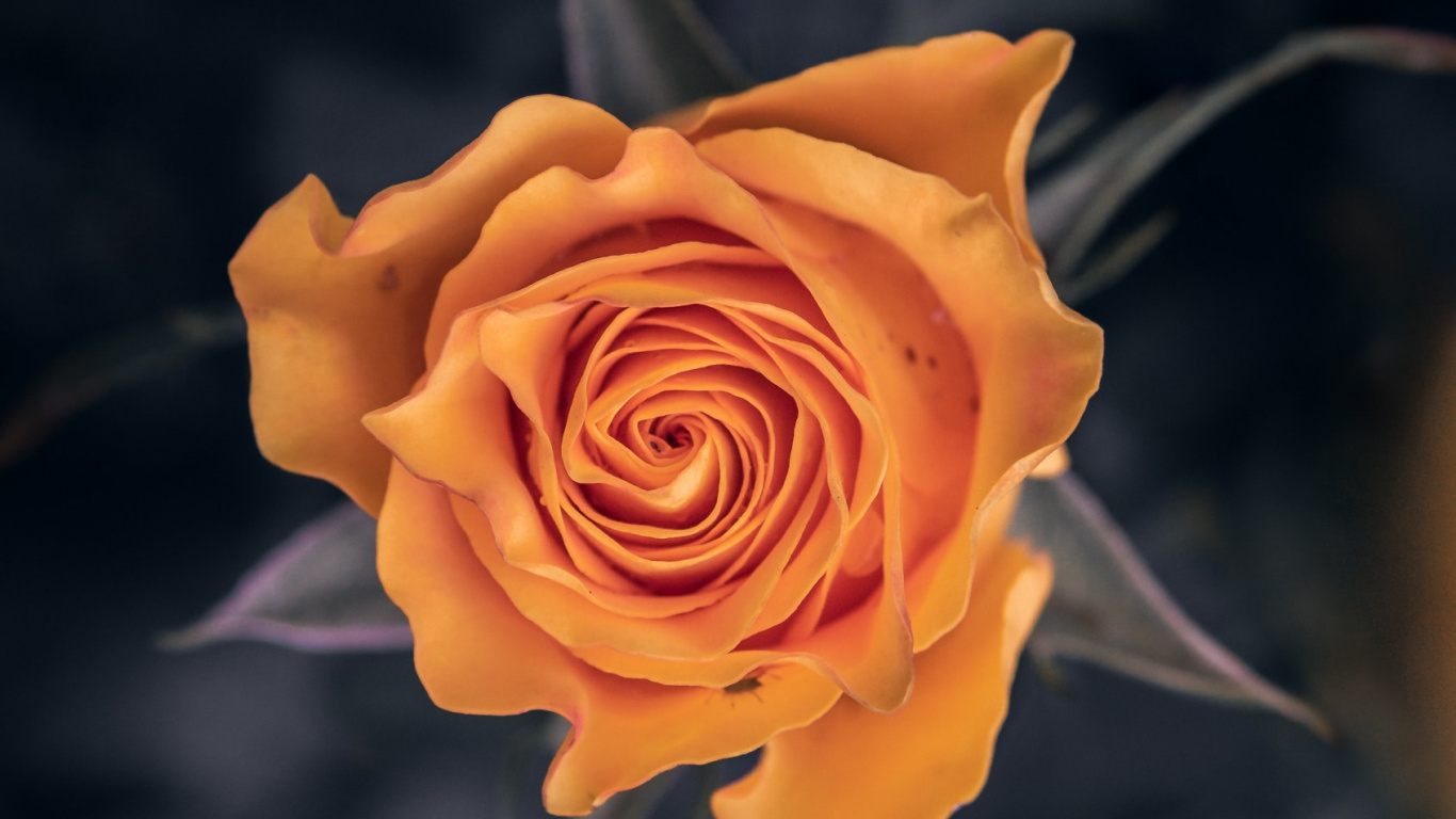 Yellow Rose in Bloom Close up Photo. Wallpaper in 1366x768 Resolution