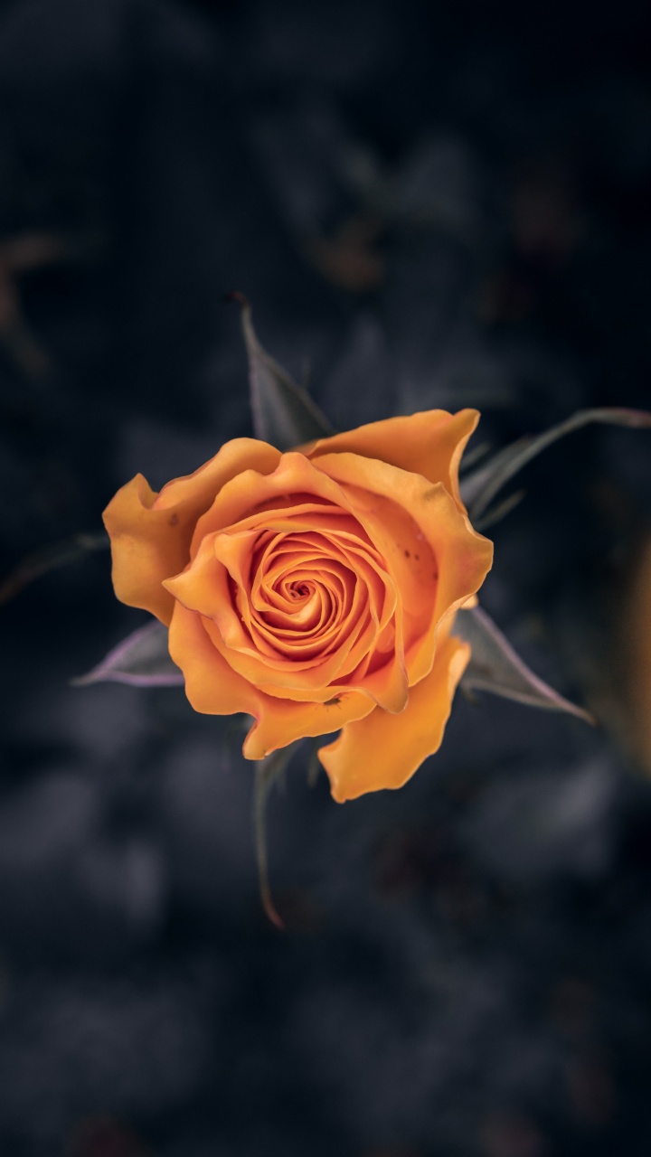 Yellow Rose in Bloom Close up Photo. Wallpaper in 720x1280 Resolution