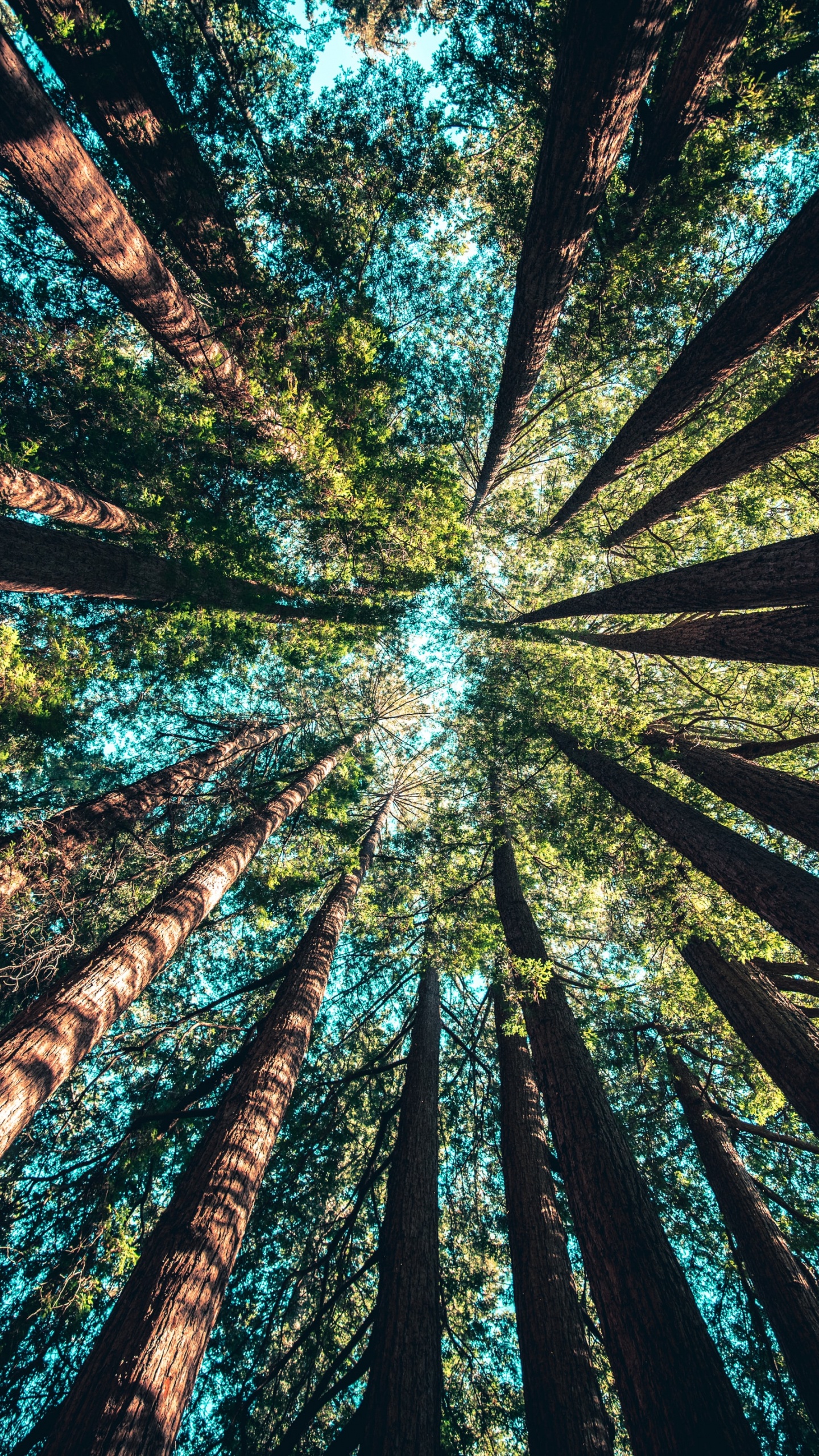 Casey Horner Unsplash, Accesorio, Planta Terrestre, Paisaje Natural, Arte. Wallpaper in 1440x2560 Resolution