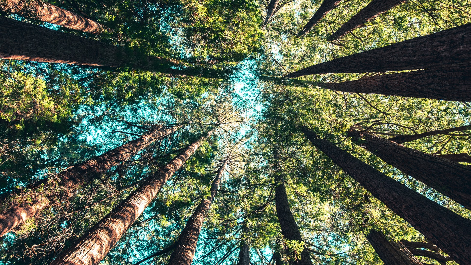 Casey Horner Unsplash, Accesorio, Planta Terrestre, Paisaje Natural, Arte. Wallpaper in 1920x1080 Resolution