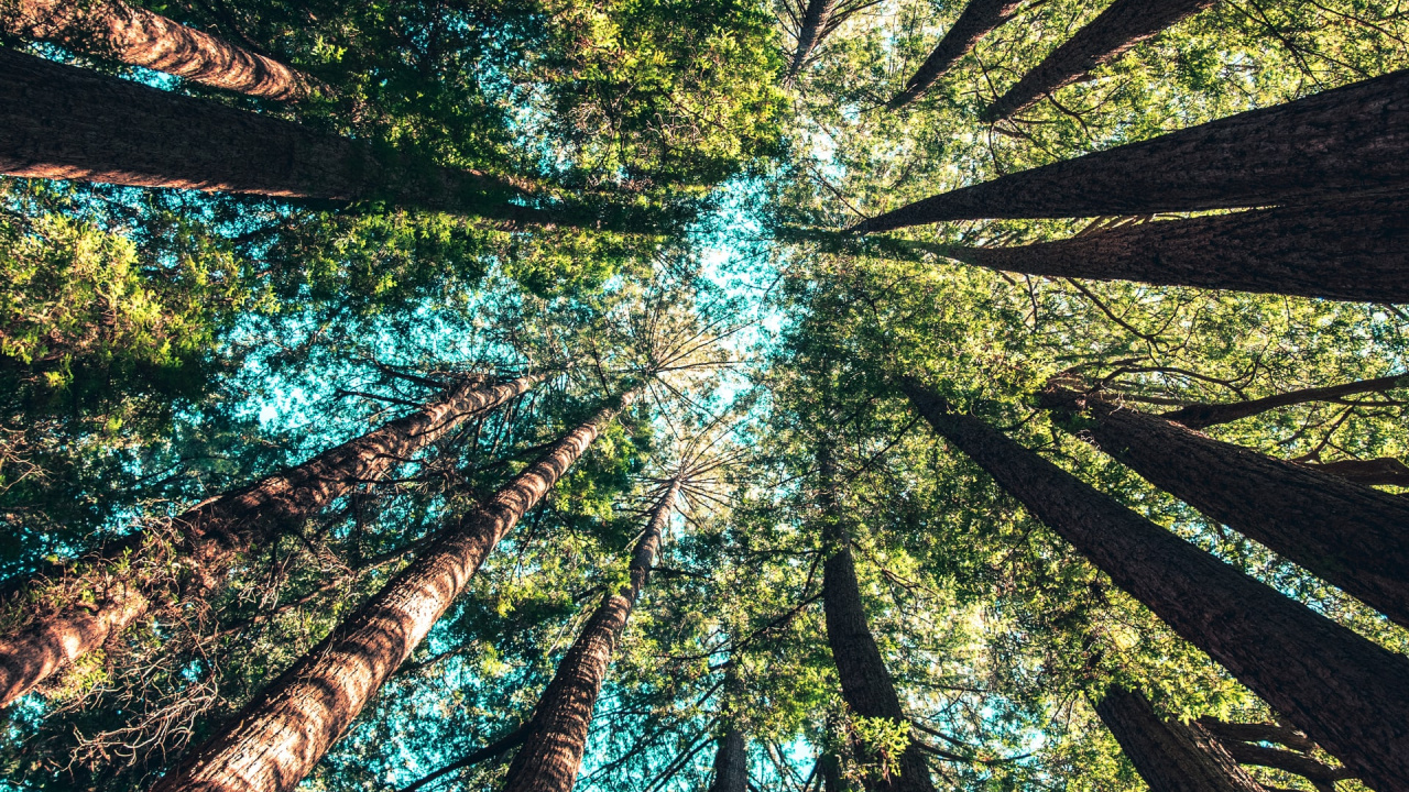 Casey Horner Unsplash, Fixture, Terrestrial Plant, Natural Landscape, Art. Wallpaper in 1280x720 Resolution