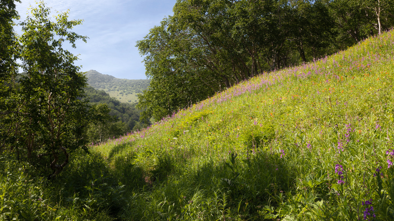 Tagsüber Grüne Wiese Und Bäume Unter Blauem Himmel. Wallpaper in 1366x768 Resolution