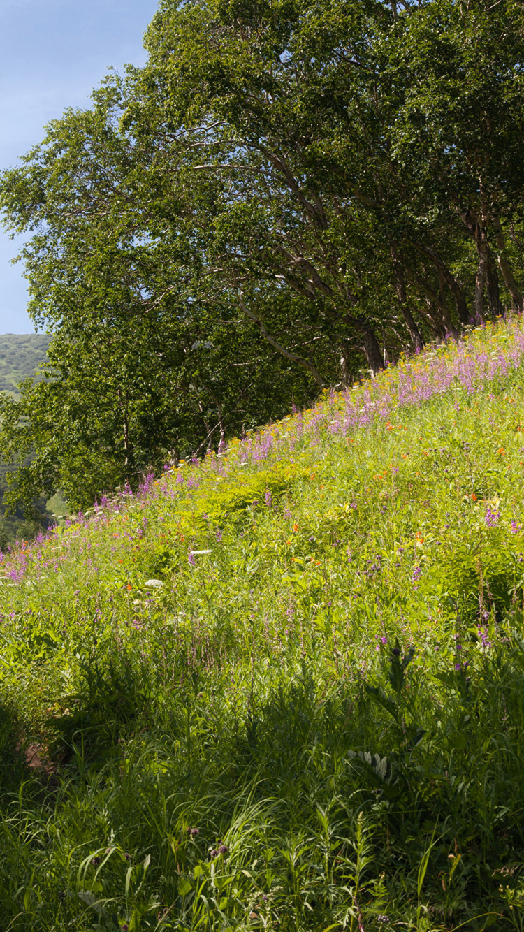 Tagsüber Grüne Wiese Und Bäume Unter Blauem Himmel. Wallpaper in 750x1334 Resolution