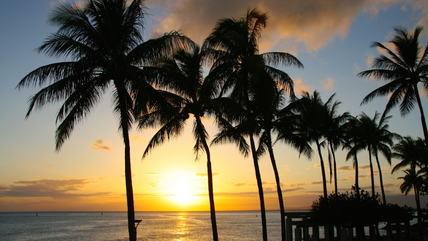 Palm Tree Near Body of Water During Sunset. Wallpaper in 1366x768 Resolution
