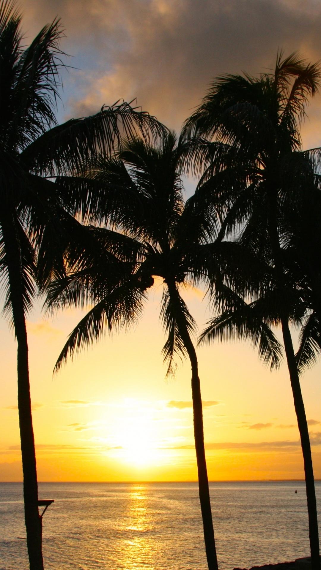 Palme in Der Nähe Eines Gewässers Bei Sonnenuntergang. Wallpaper in 1080x1920 Resolution
