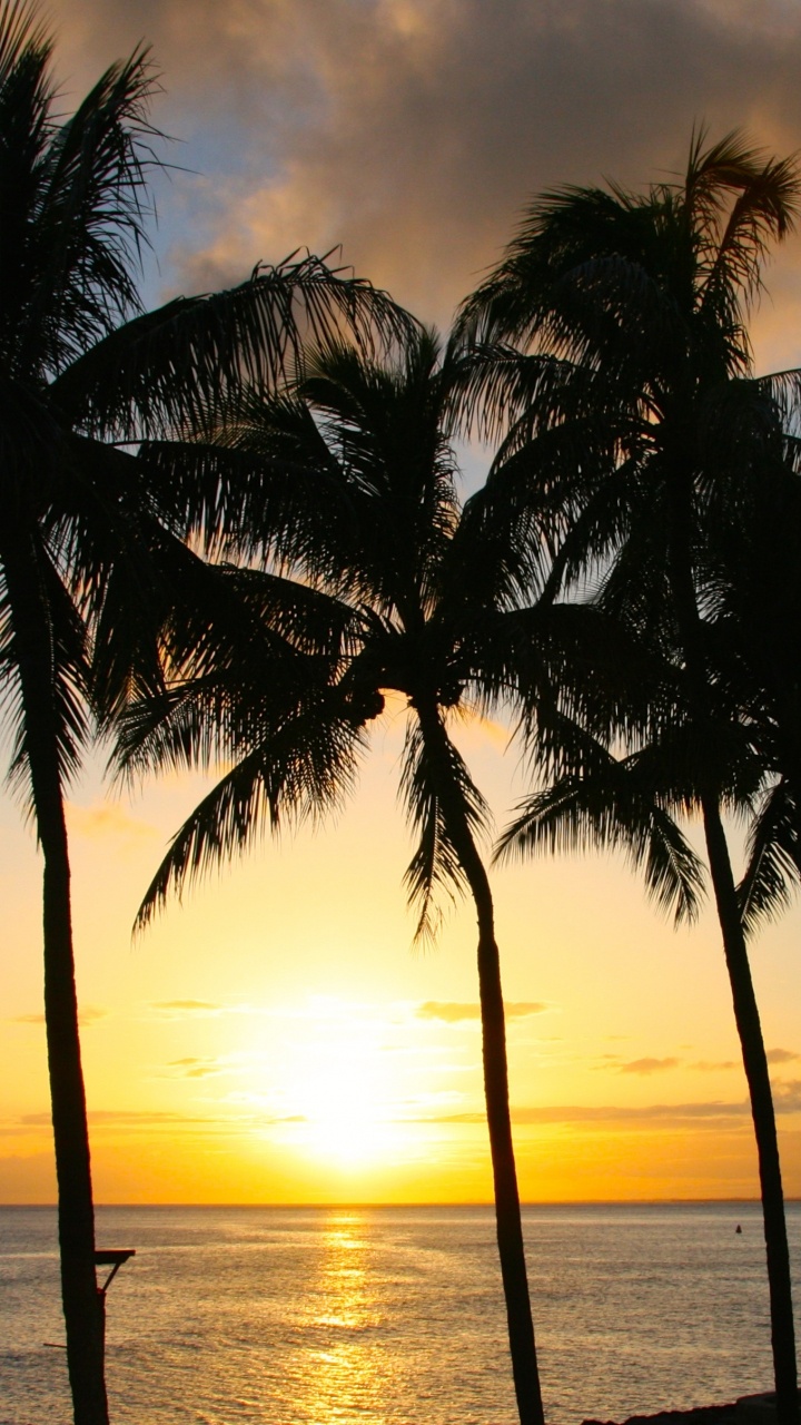 Palme in Der Nähe Eines Gewässers Bei Sonnenuntergang. Wallpaper in 720x1280 Resolution