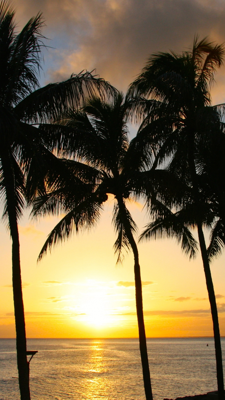 Palme in Der Nähe Eines Gewässers Bei Sonnenuntergang. Wallpaper in 750x1334 Resolution