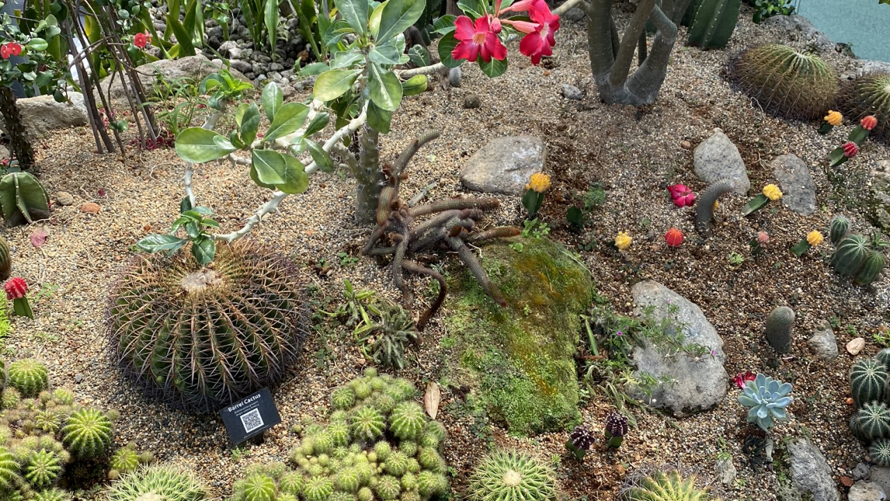 Botanischer Garten, Biome, Kaktus, Pflanzen-Gemeinschaft, Garden. Wallpaper in 1280x720 Resolution