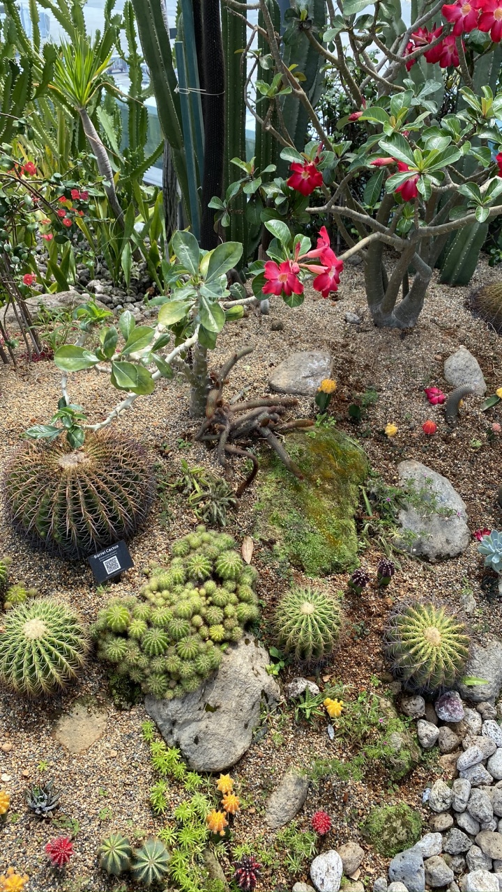 Botanischer Garten, Biome, Kaktus, Pflanzen-Gemeinschaft, Garden. Wallpaper in 720x1280 Resolution