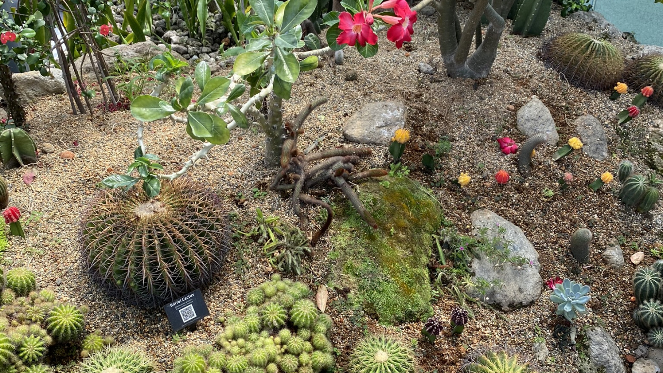 Jardin Botanique, Biome, Cactus, Plante de la Communauté, Garden. Wallpaper in 1366x768 Resolution