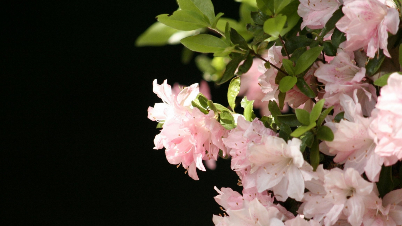 显花植物, 粉红色, 弹簧, 开花, 樱花 壁纸 1366x768 允许