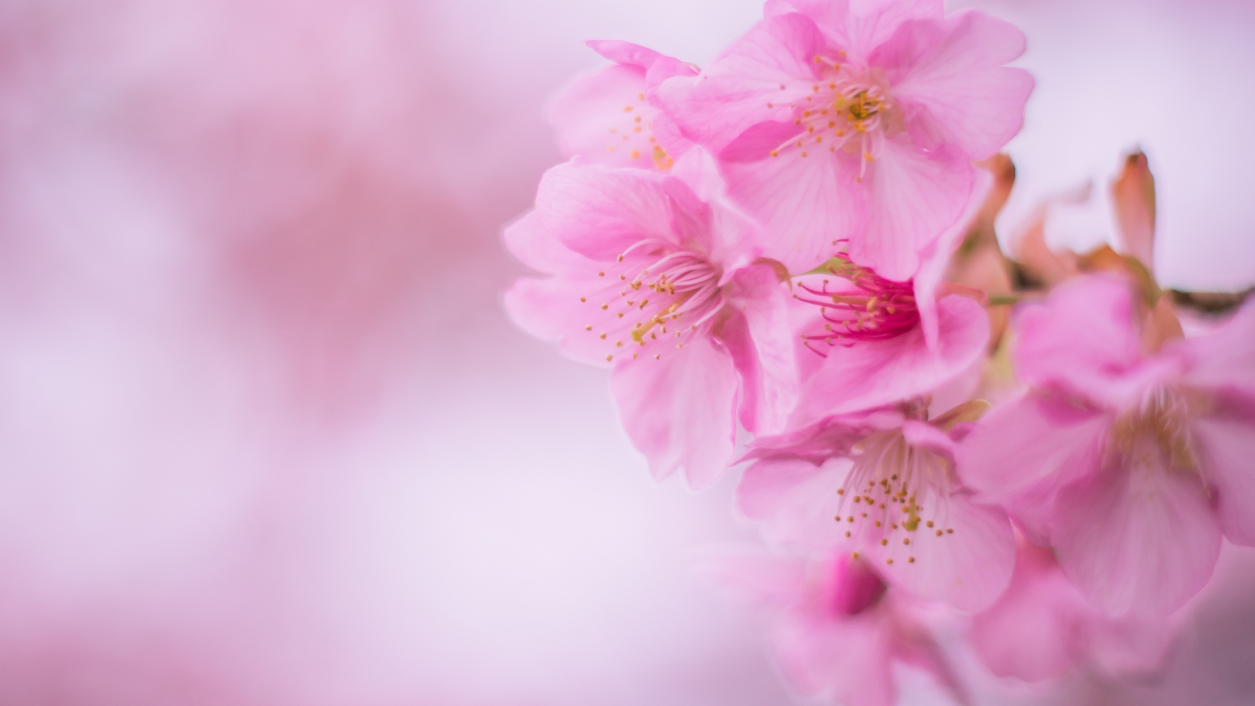 开花, 粉红色, 樱花, 弹簧, 关闭了 壁纸 2560x1440 允许