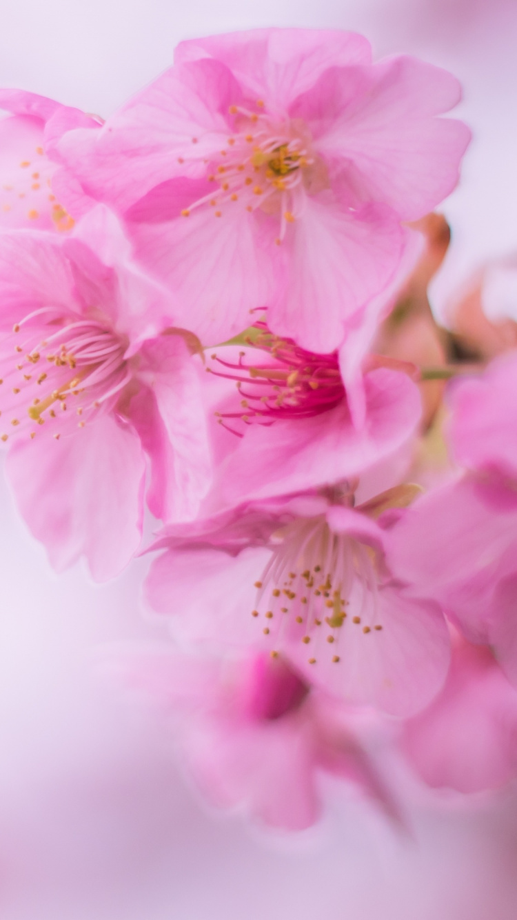 Pink Cherry Blossom in Close up Photography. Wallpaper in 750x1334 Resolution