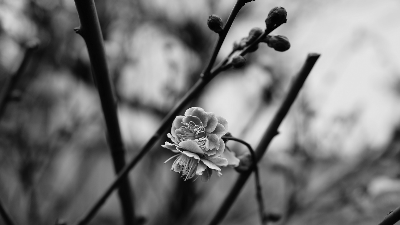 Monocromo, Sucursal, Primavera, la Botánica, Pétalo. Wallpaper in 1280x720 Resolution