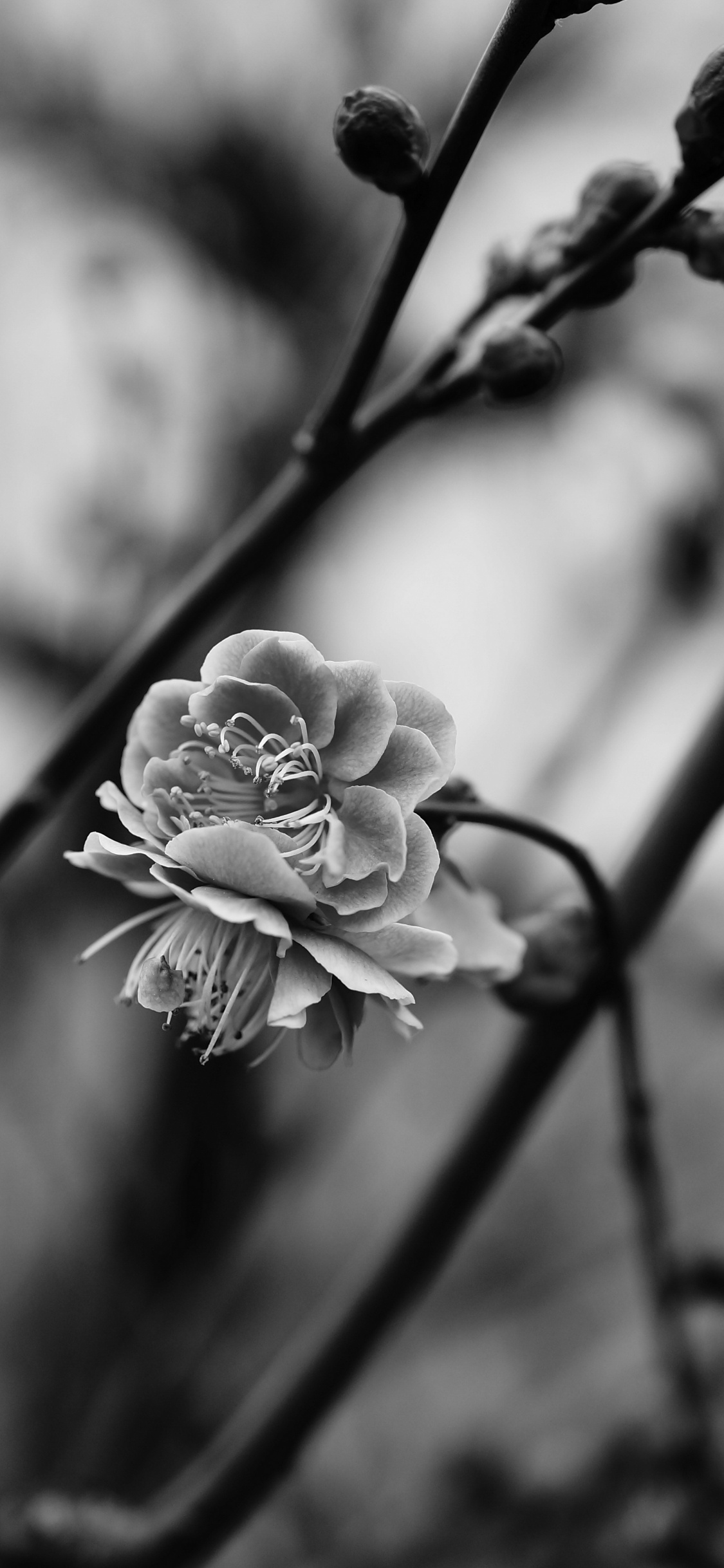 Monochrom, Branch, Frühjahr, Botanik, Blütenblatt. Wallpaper in 1125x2436 Resolution