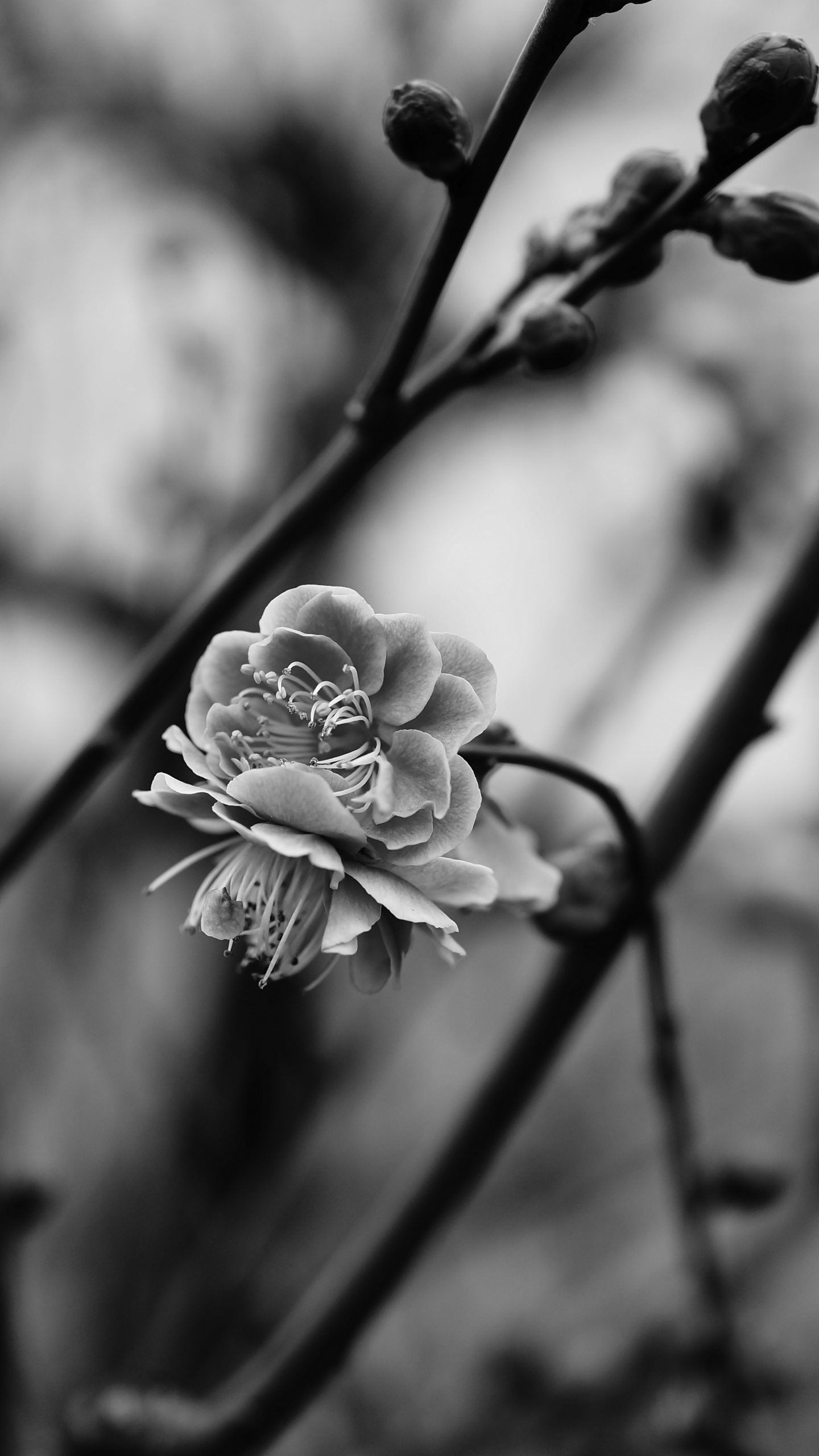 Flower, Monochrome, Plant, Branch, Spring. Wallpaper in 1440x2560 Resolution