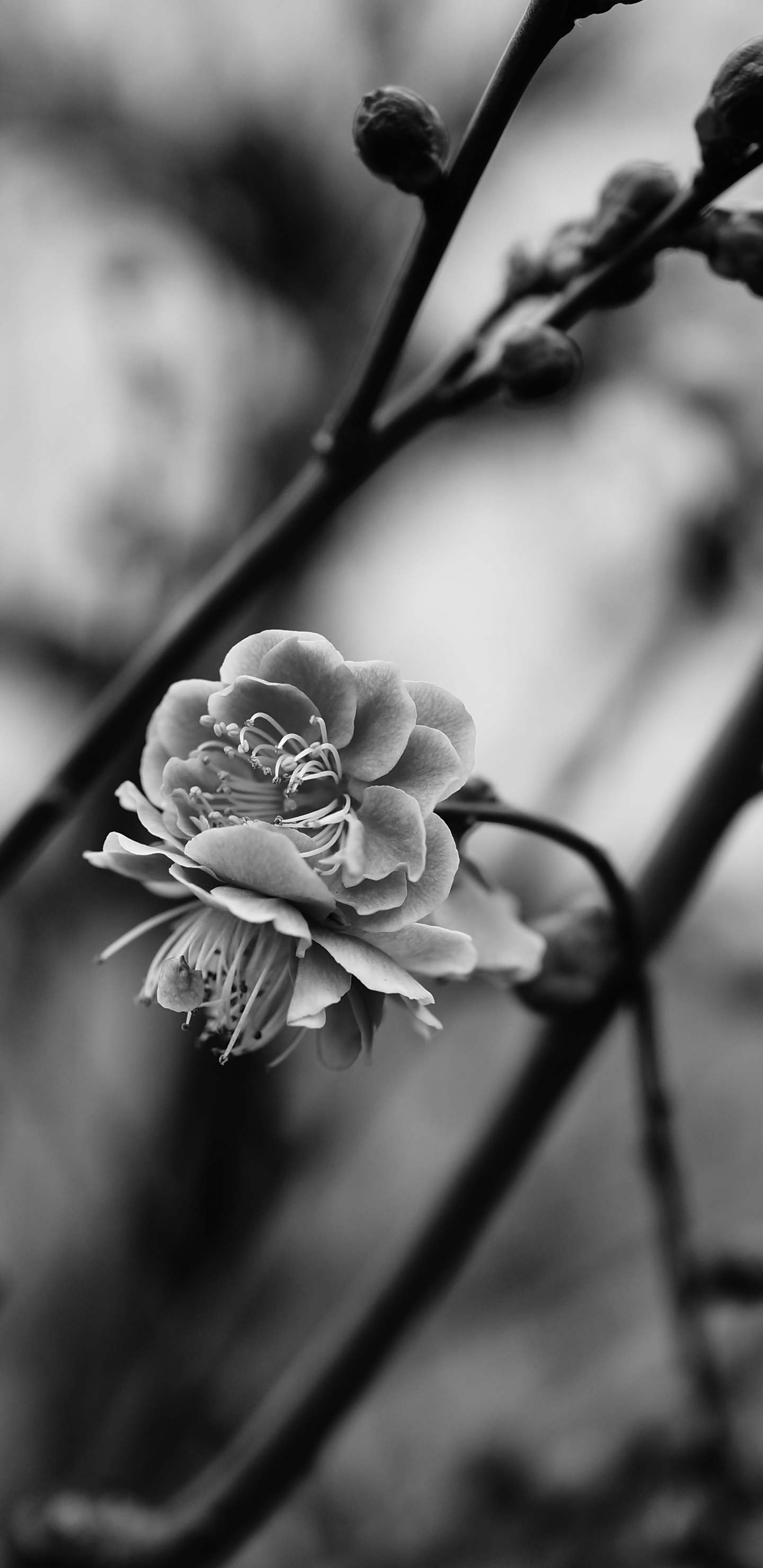 Flower, Monochrome, Plant, Branch, Spring. Wallpaper in 1440x2960 Resolution
