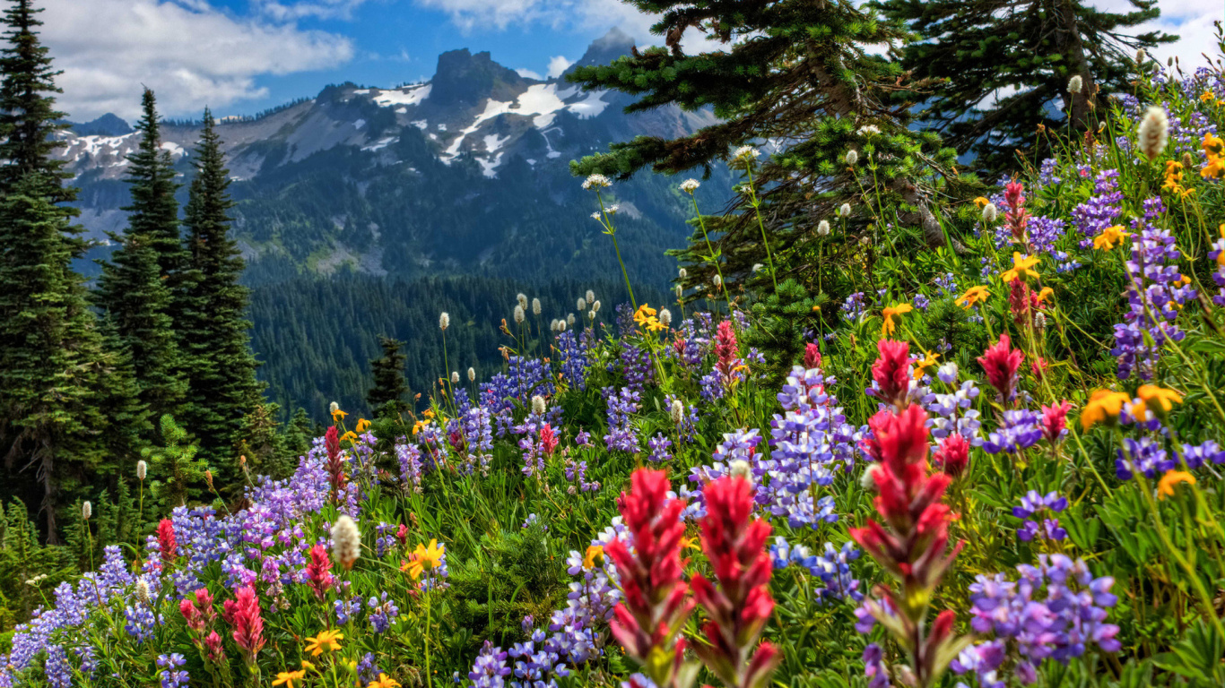 Rote Und Violette Blumen in Der Nähe Von Grünen Bäumen Und Bergen Tagsüber. Wallpaper in 1366x768 Resolution