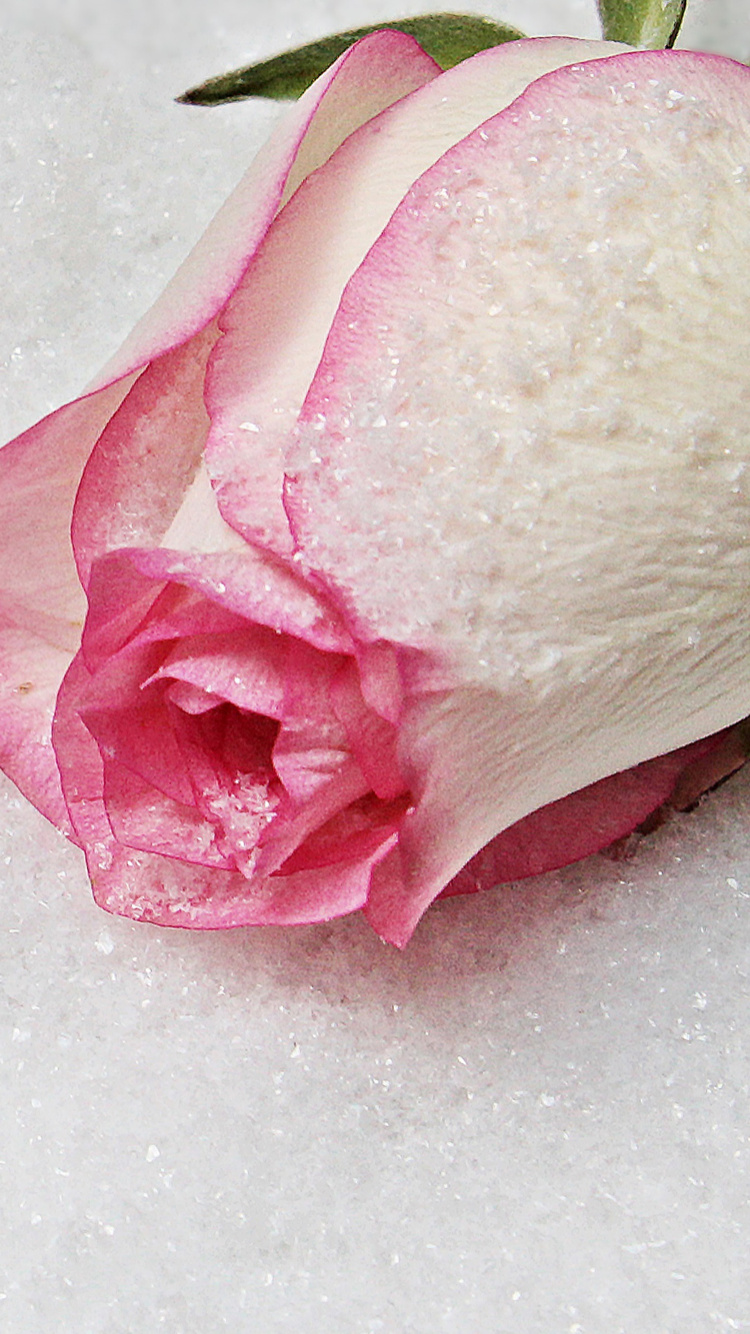 Coraz, Rosa, Joya, Pétalo, el Amor Incondicional. Wallpaper in 750x1334 Resolution