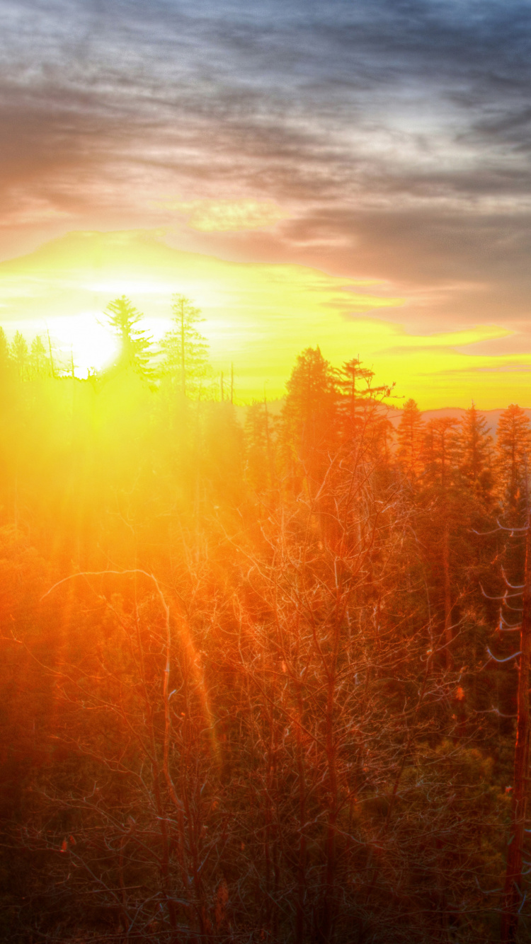 Arbres Bruns Sous Ciel Nuageux au Coucher du Soleil. Wallpaper in 750x1334 Resolution