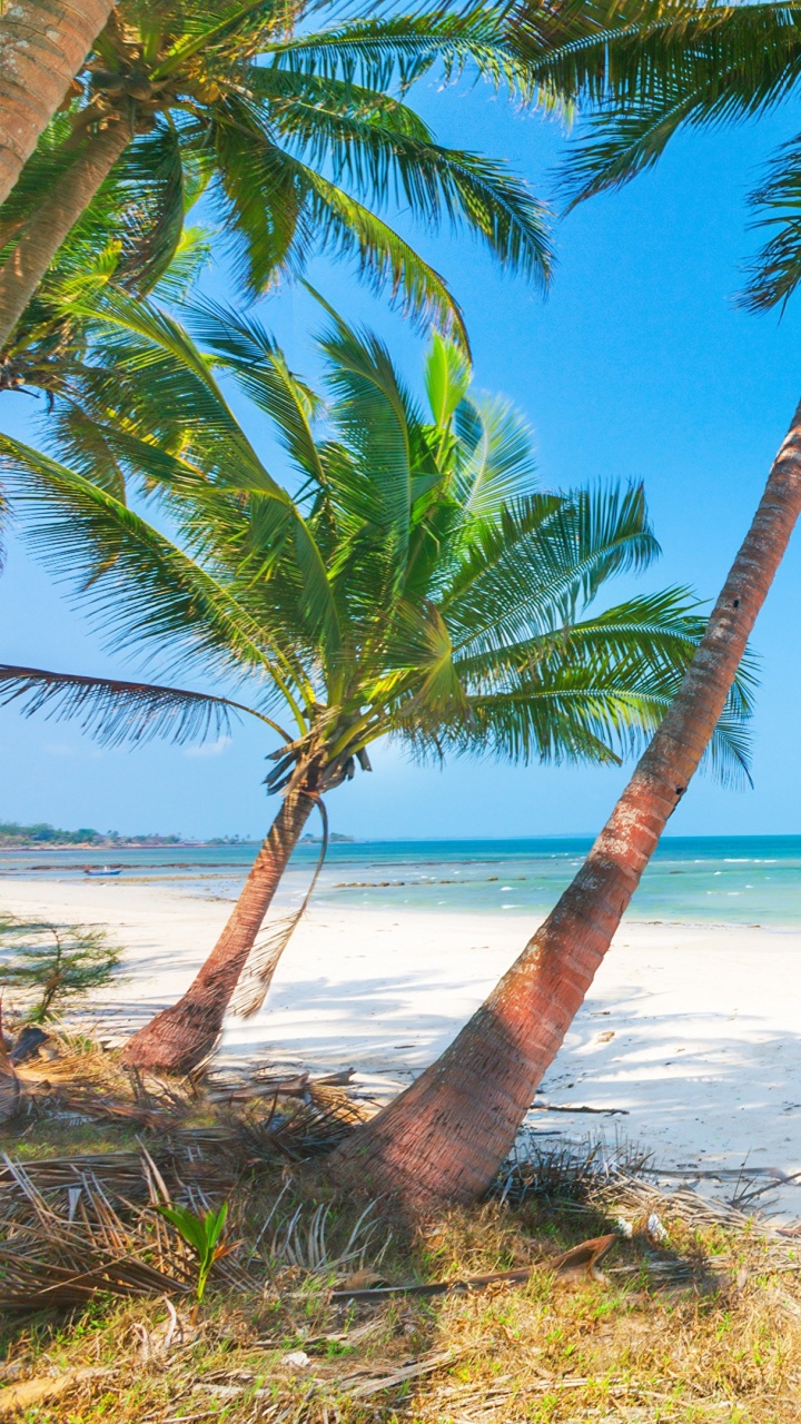 Palmier Vert Sur la Plage de Sable Blanc Pendant la Journée. Wallpaper in 720x1280 Resolution