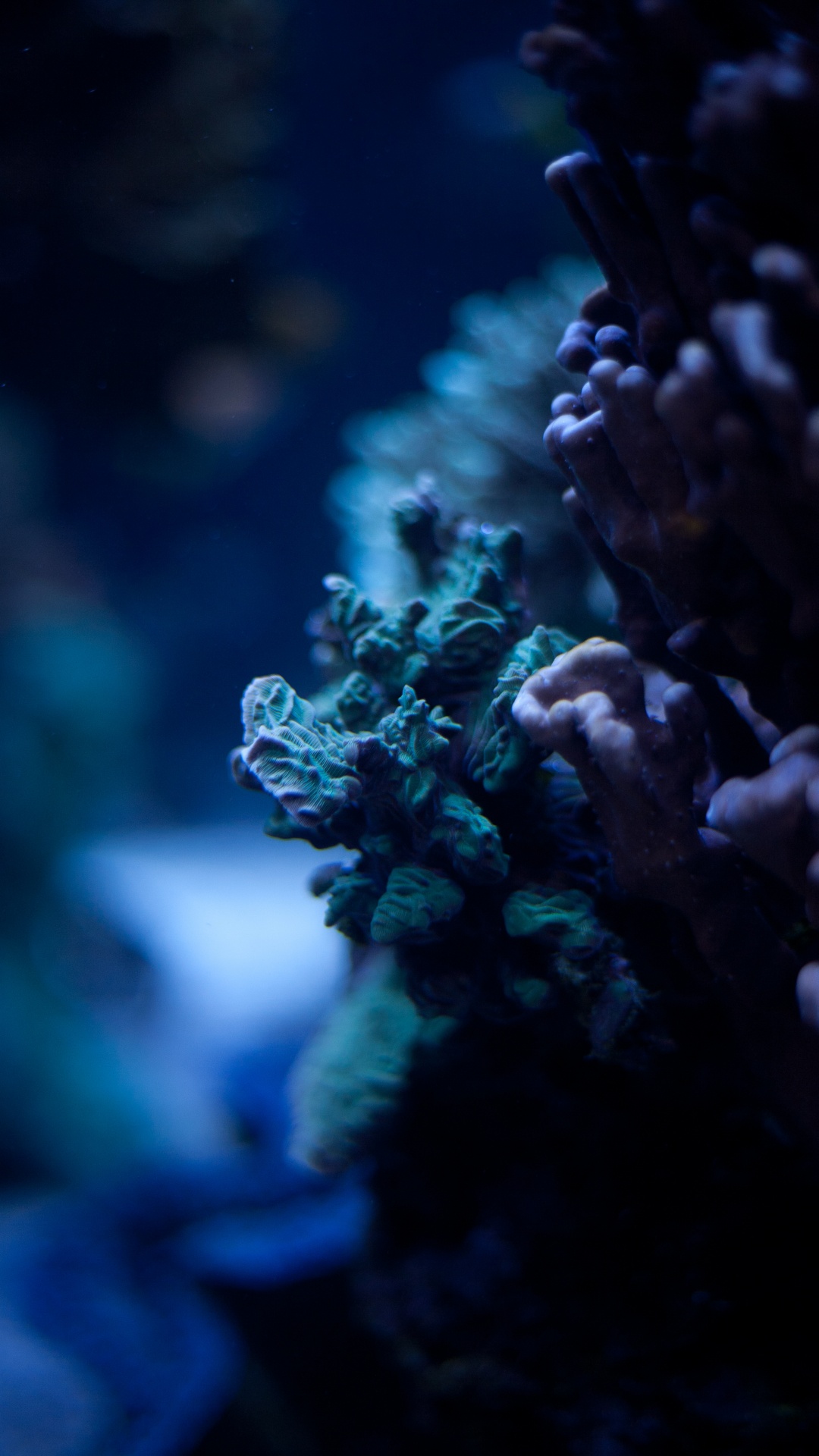 Azul, Entorno Natural, Arrecife, Arrecife de Coral, Coral. Wallpaper in 1080x1920 Resolution