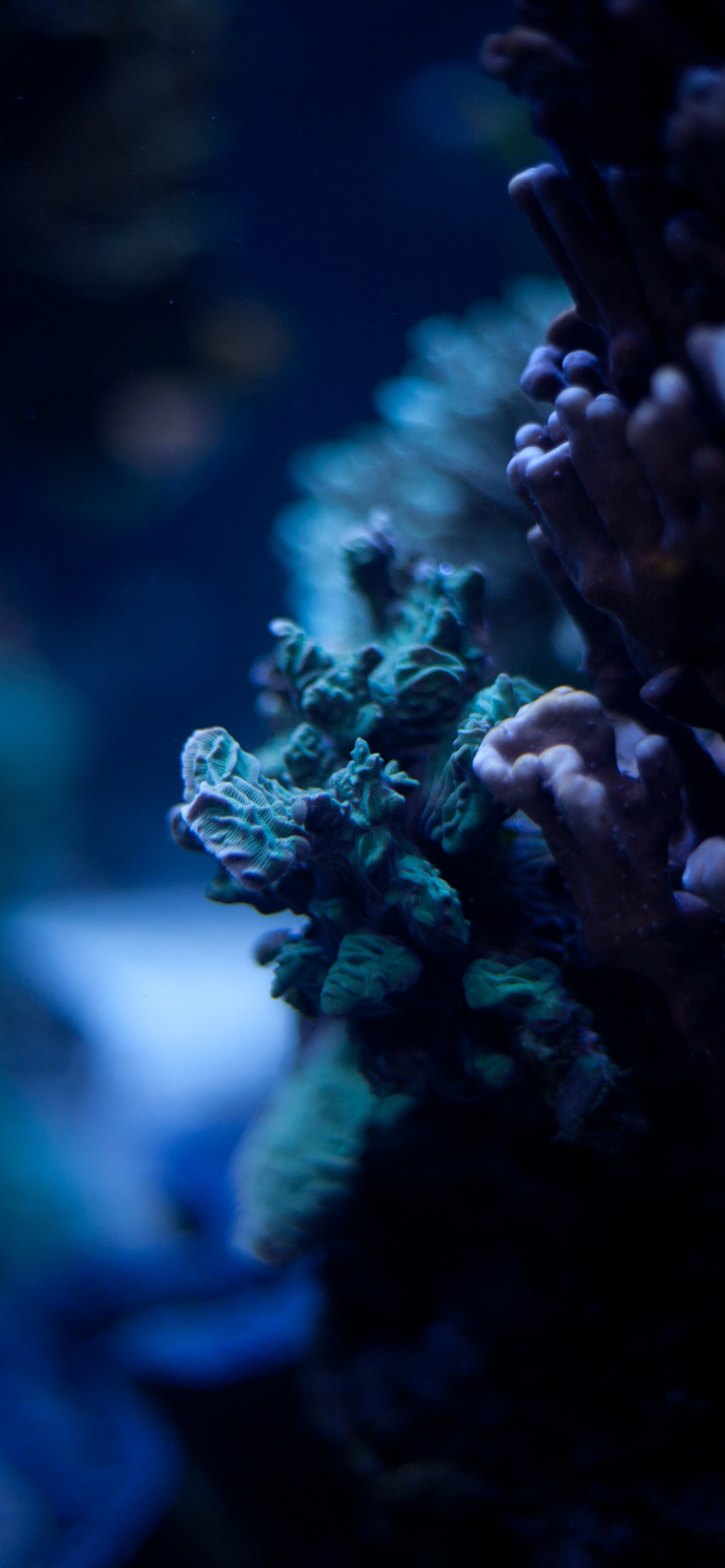 Azul, Entorno Natural, Arrecife, Arrecife de Coral, Coral. Wallpaper in 1242x2688 Resolution