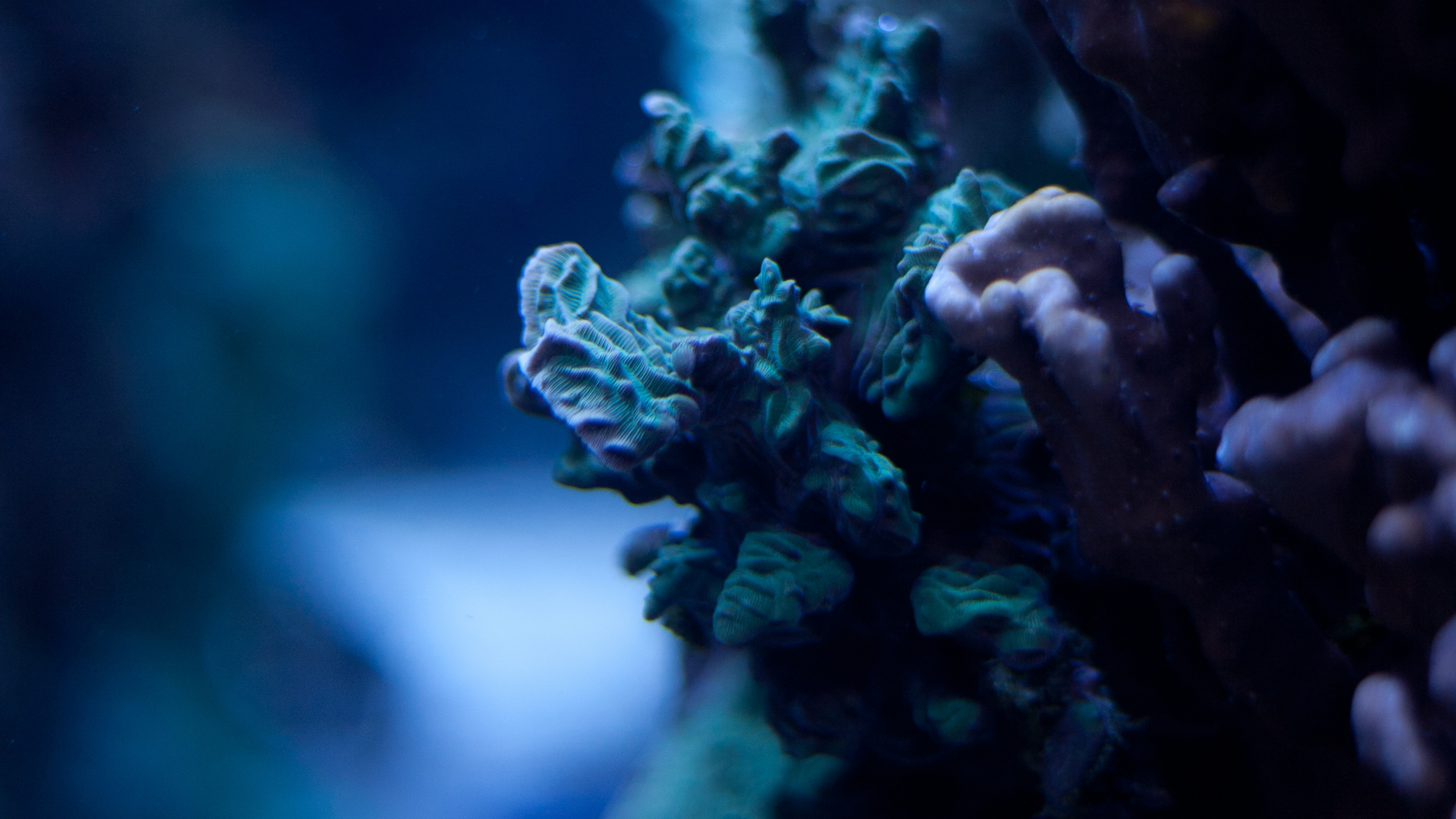 Blue, Natural Environment, Reef, Coral Reef, Coral. Wallpaper in 2560x1440 Resolution