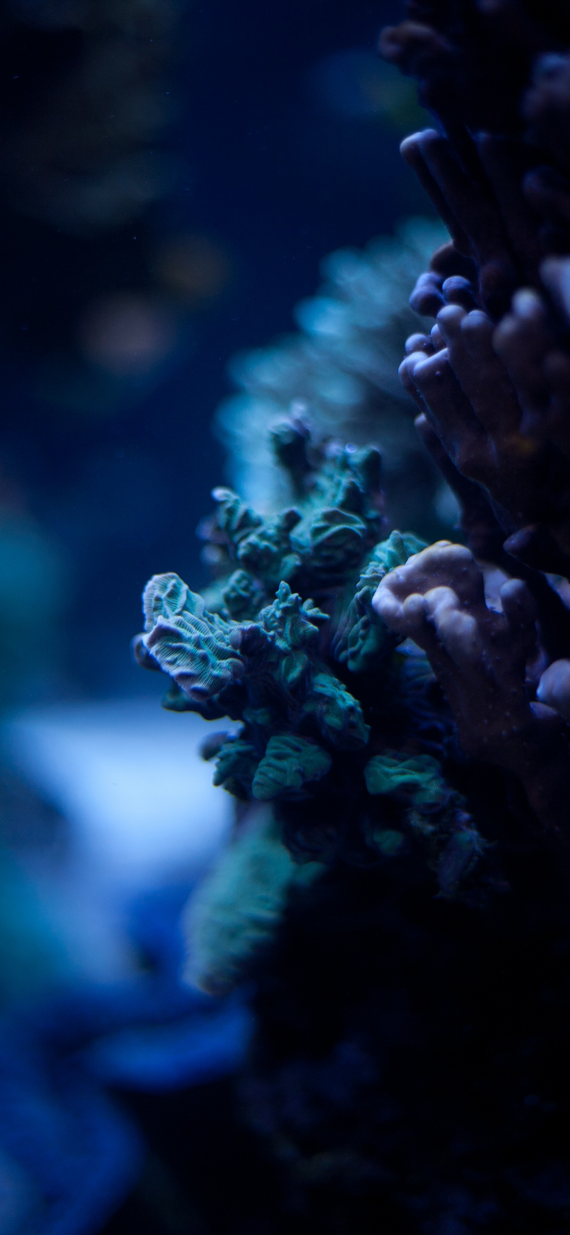 Blau, Natürlichen Umgebung, Riff, Korallenriff, Coral. Wallpaper in 1125x2436 Resolution