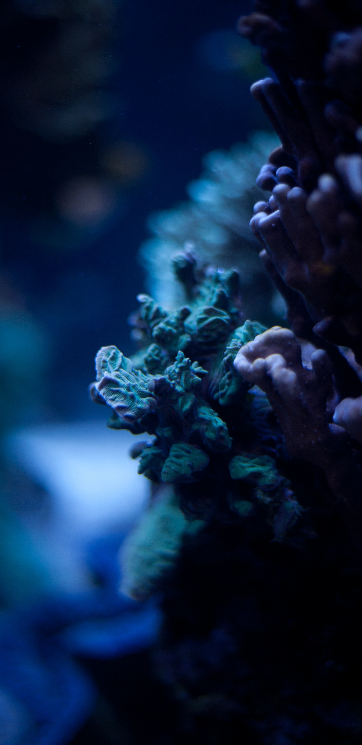 Blau, Natürlichen Umgebung, Riff, Korallenriff, Coral. Wallpaper in 1440x2960 Resolution