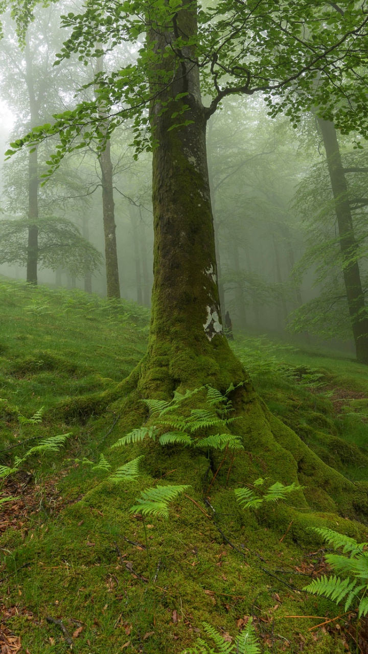 Campo de Hierba Verde Con Arboles. Wallpaper in 720x1280 Resolution