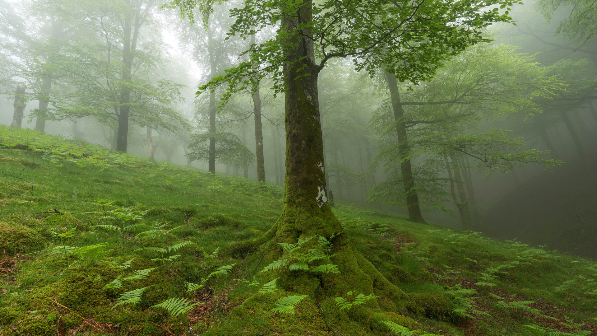 Green Grass Field With Trees. Wallpaper in 1920x1080 Resolution