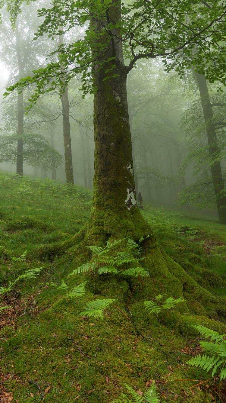 Green Grass Field With Trees. Wallpaper in 750x1334 Resolution