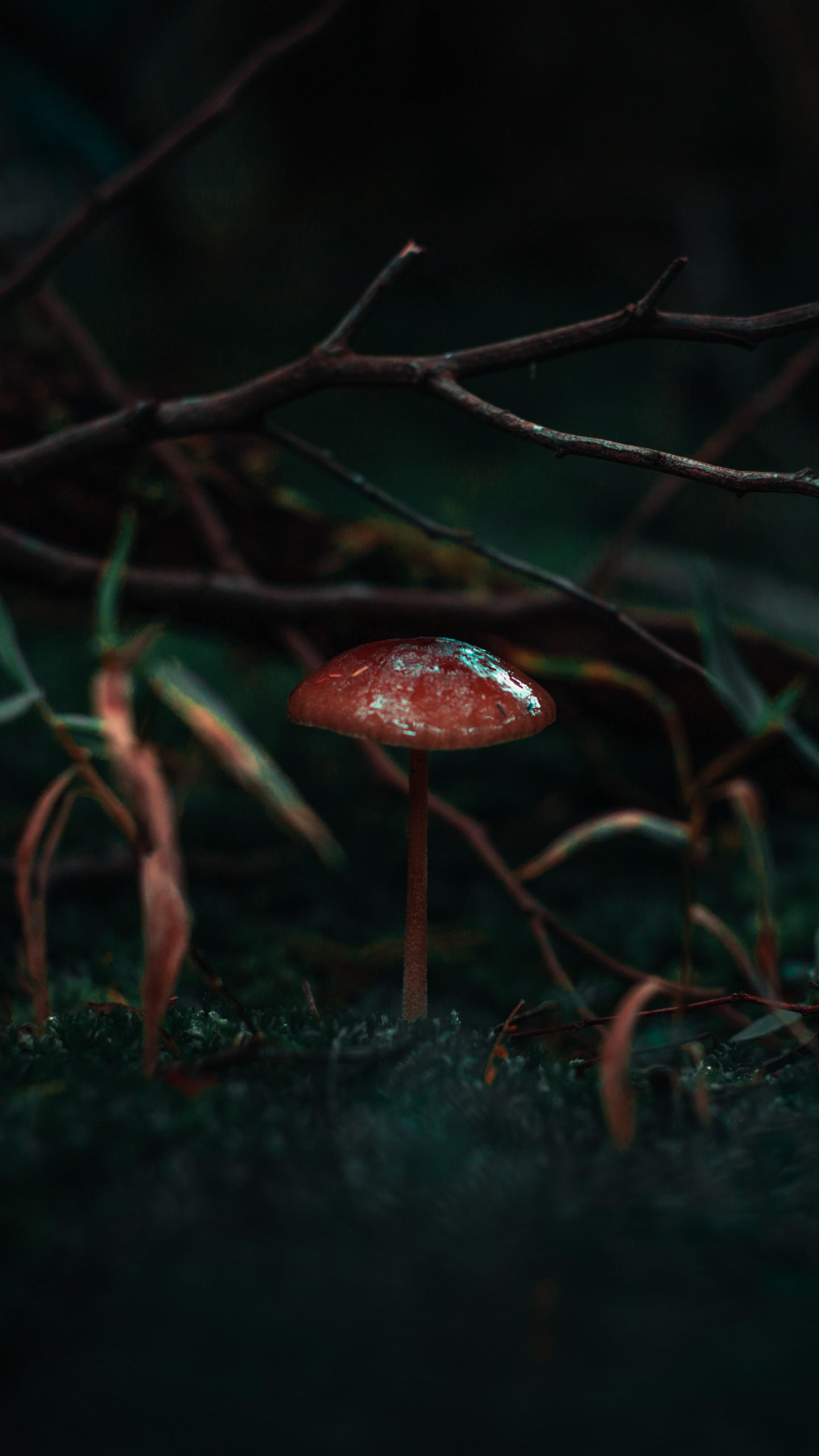 Naturaleza, Negro, Verde, Rojo, Luz. Wallpaper in 1440x2560 Resolution