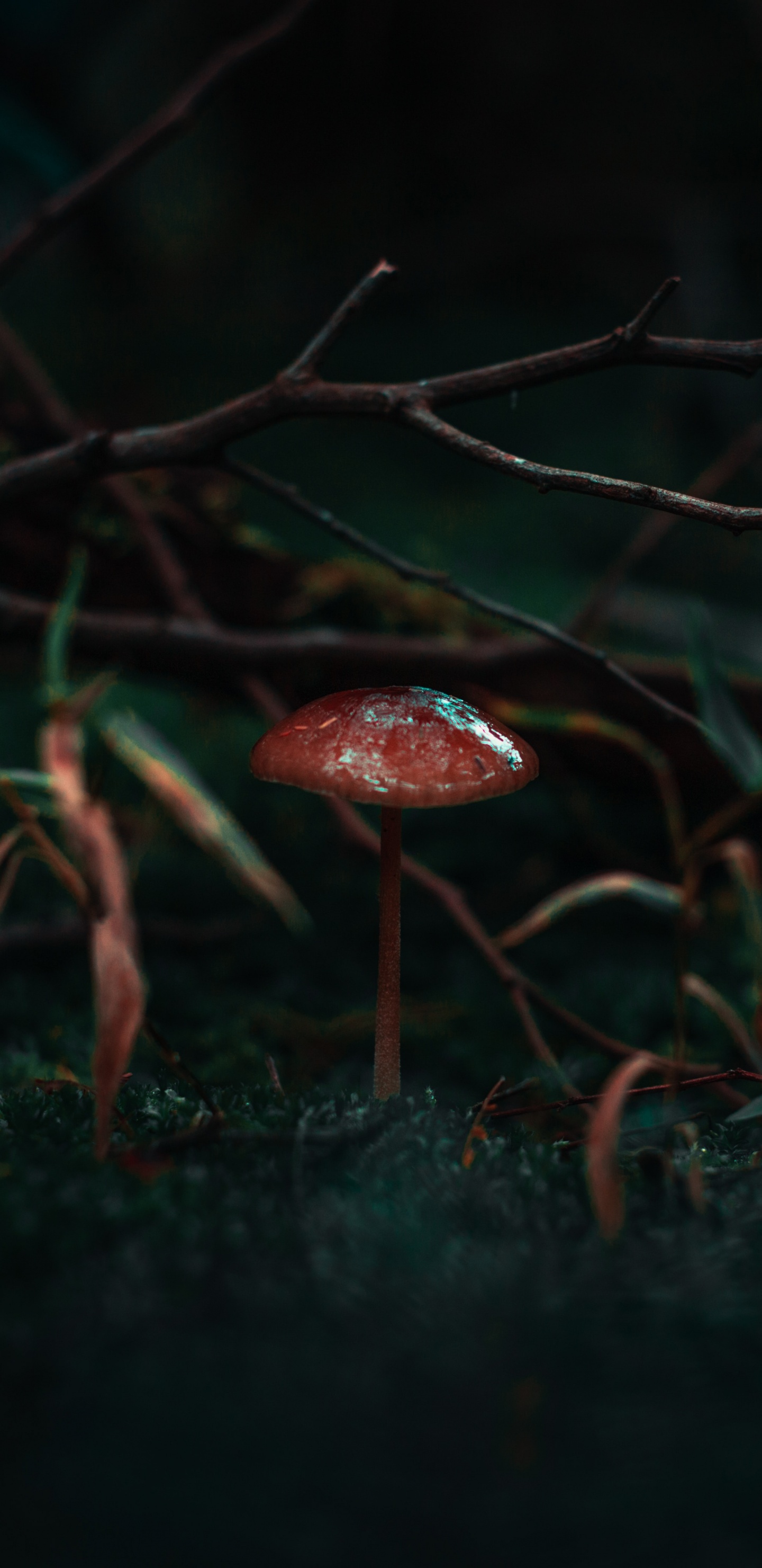 Naturaleza, Negro, Verde, Rojo, Luz. Wallpaper in 1440x2960 Resolution