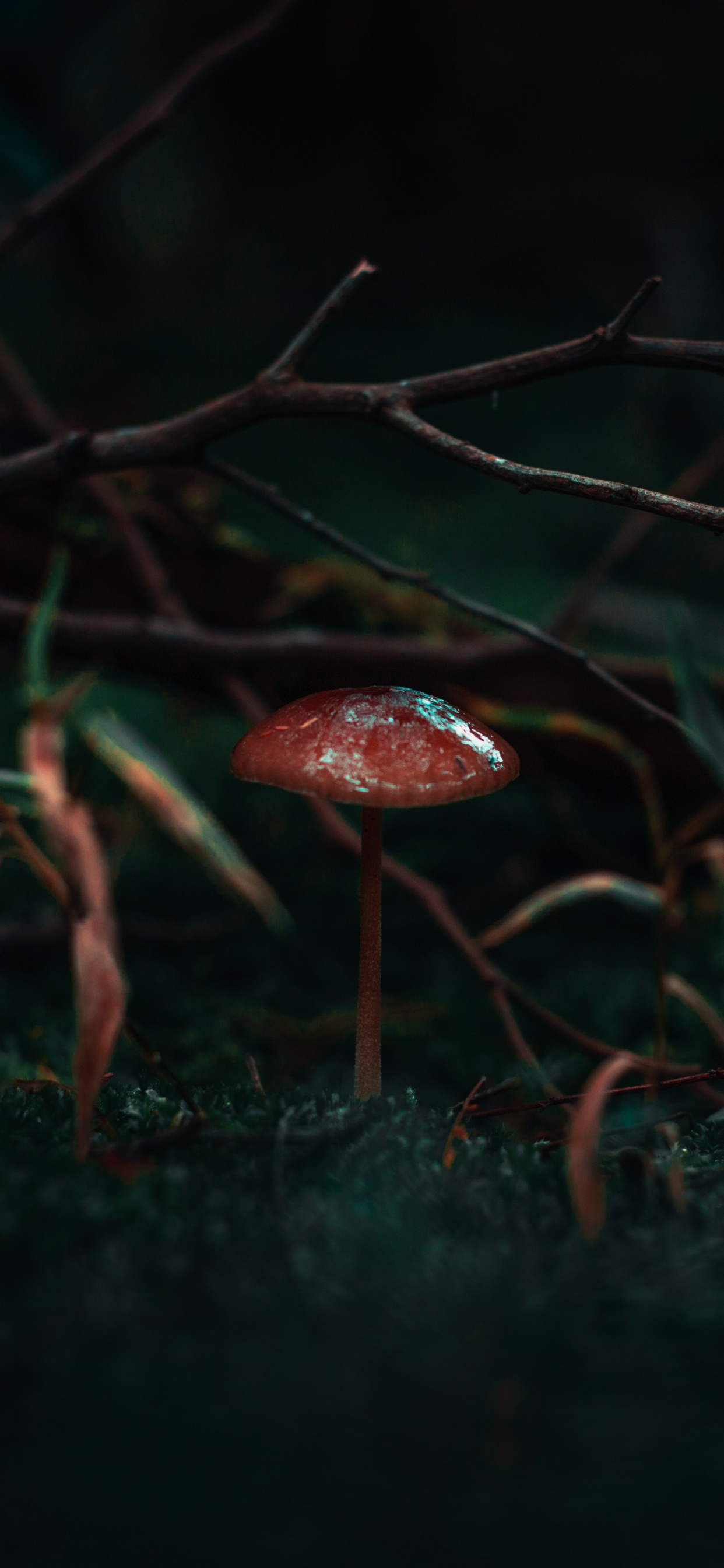 性质, 黑色的, 绿色的, 红色的, 光 壁纸 1242x2688 允许