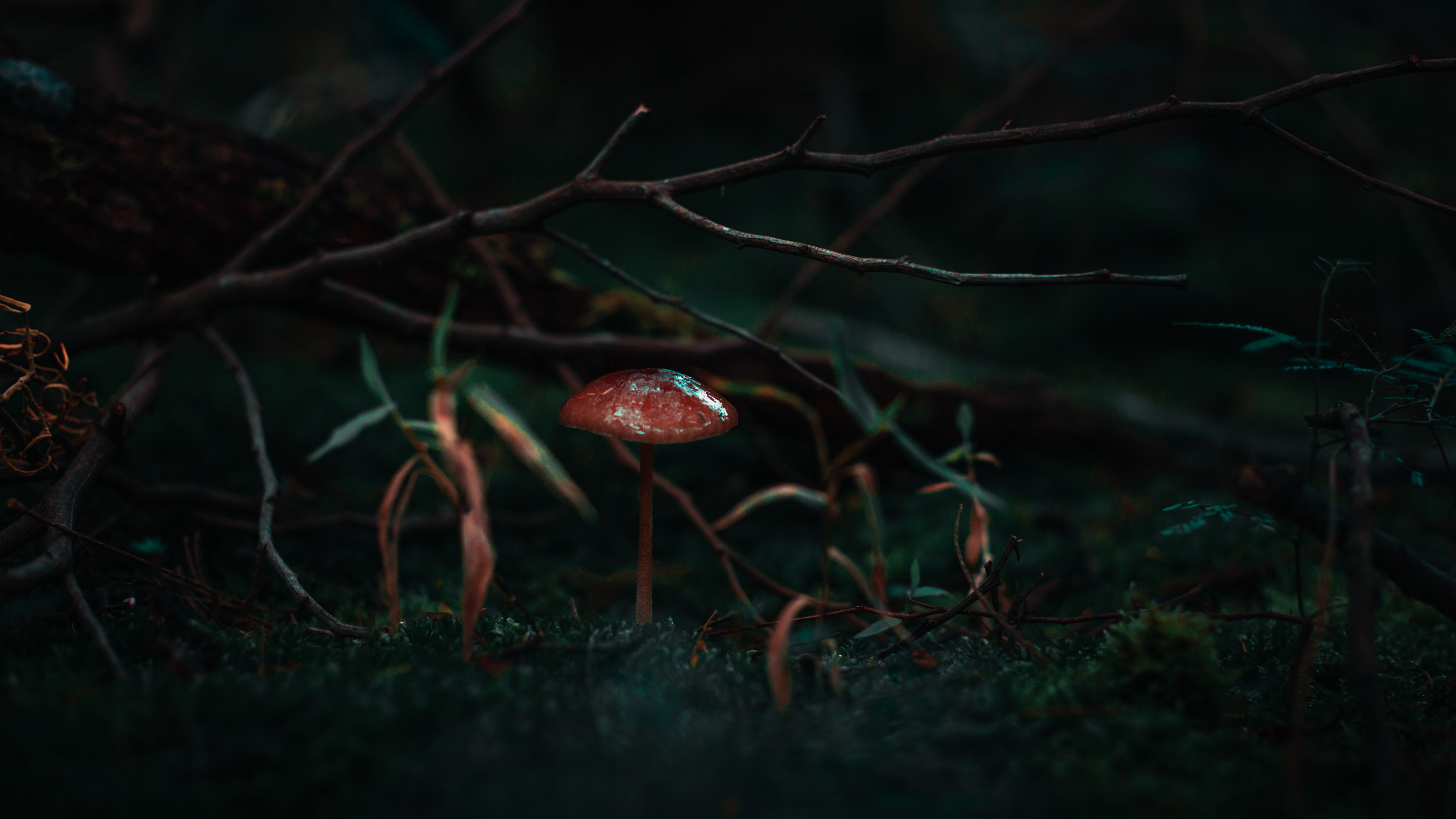 性质, 黑色的, 绿色的, 红色的, 光 壁纸 3840x2160 允许