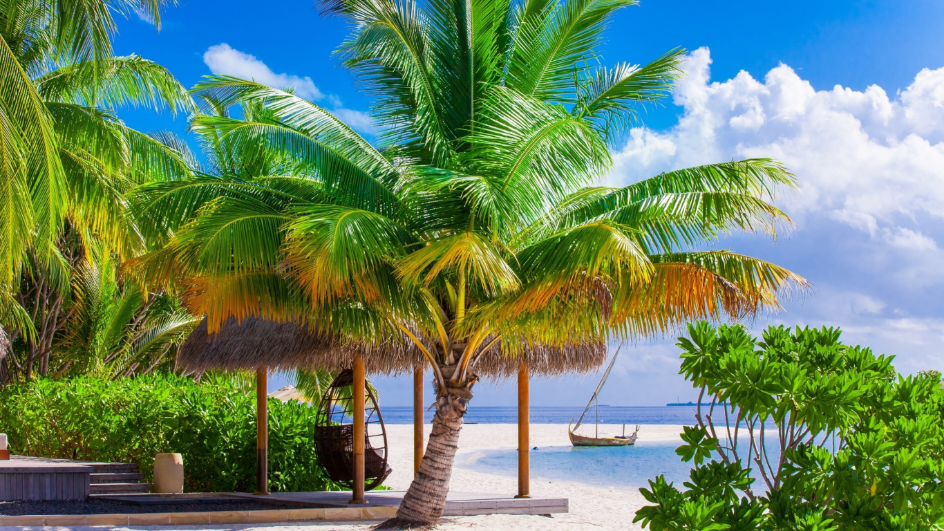 Palm Tree Near Body of Water During Daytime. Wallpaper in 1366x768 Resolution