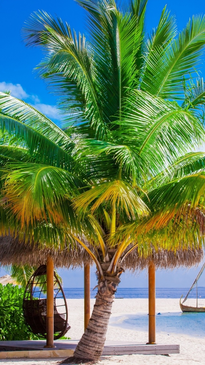 Palmera Cerca Del Cuerpo de Agua Durante el Día.. Wallpaper in 720x1280 Resolution