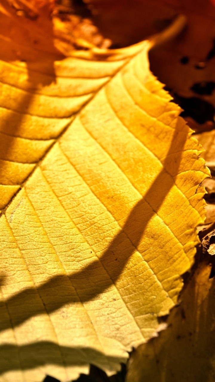 Brown Leaves on Brown Soil. Wallpaper in 720x1280 Resolution