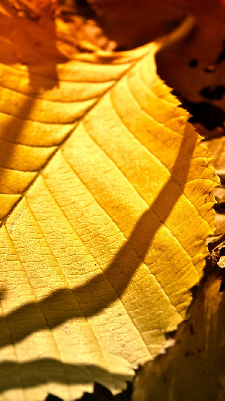 Brown Leaves on Brown Soil. Wallpaper in 750x1334 Resolution