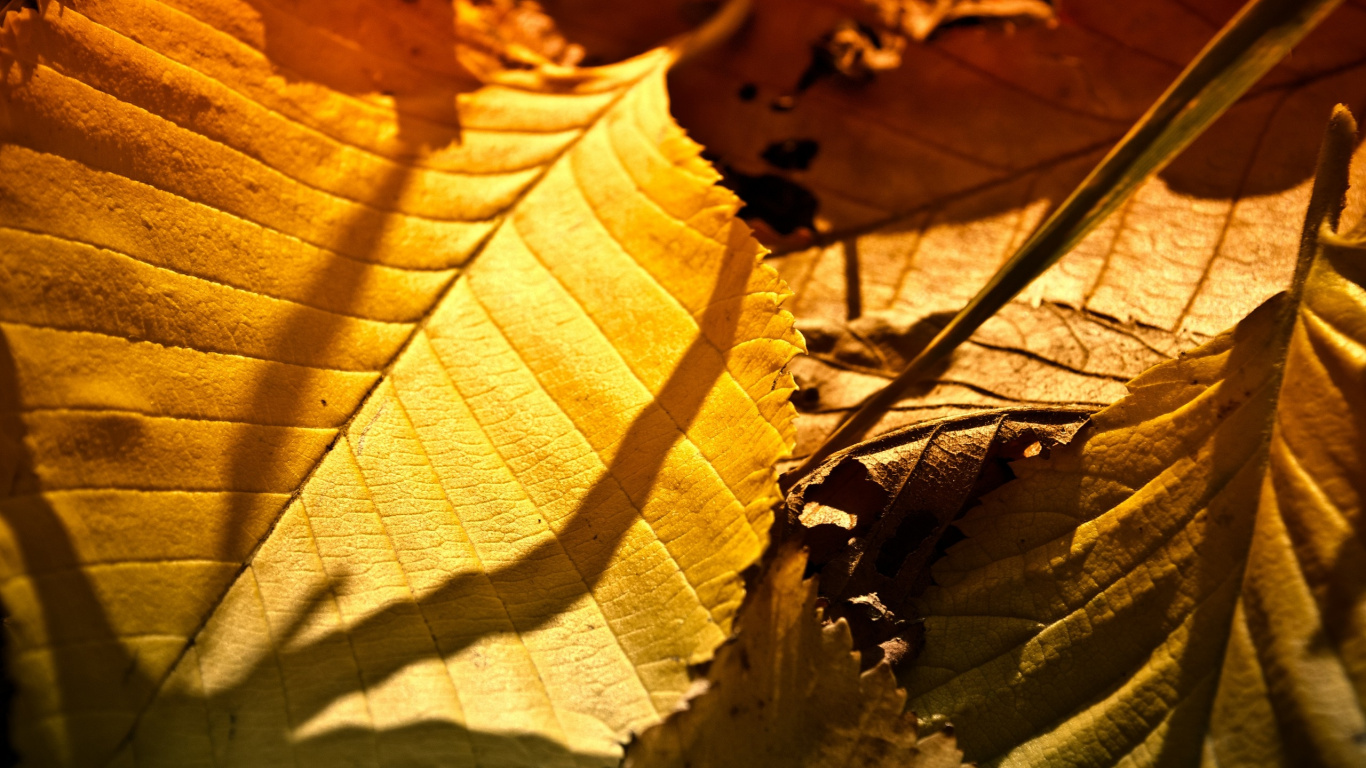 Braune Blätter Auf Brauner Erde. Wallpaper in 1366x768 Resolution