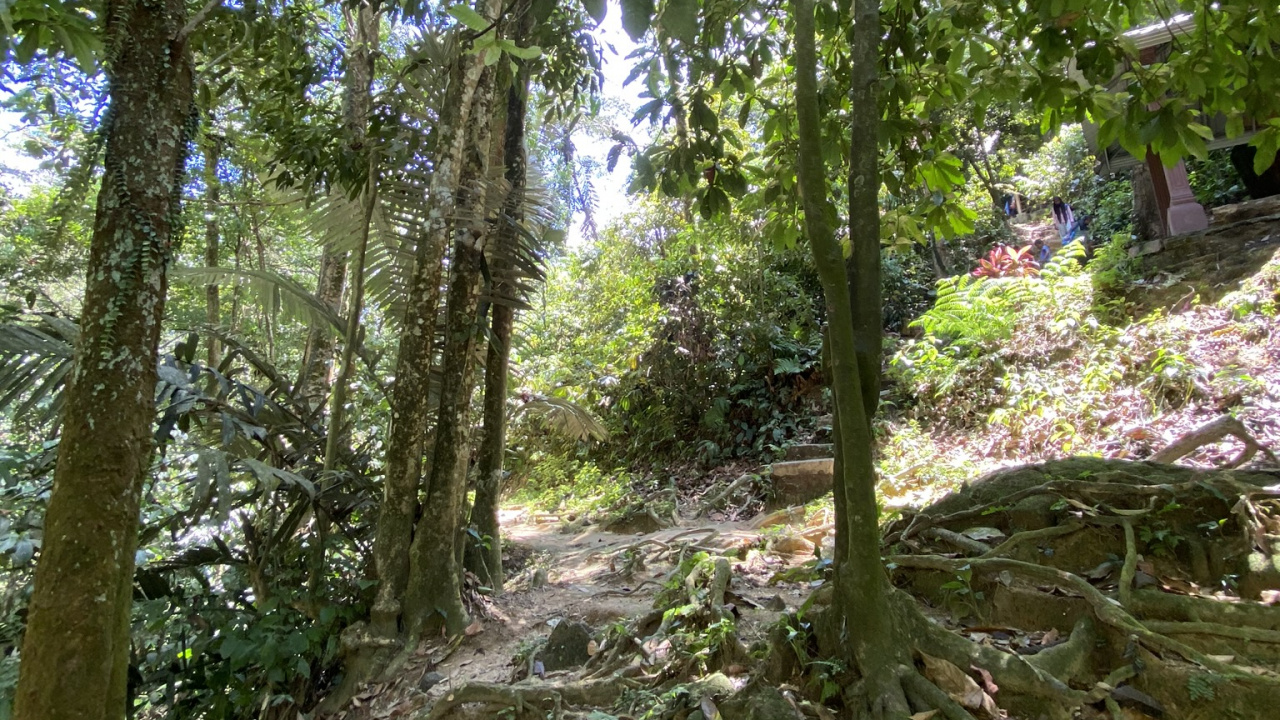 Végétation, Environnement Naturel, Plante de la Communauté, Feuille, Forêt. Wallpaper in 1280x720 Resolution