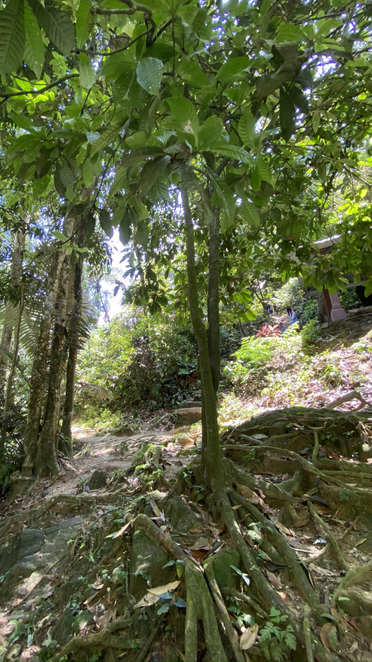 Vegetation, Natural Environment, Branch, Plant Community, Leaf. Wallpaper in 750x1334 Resolution