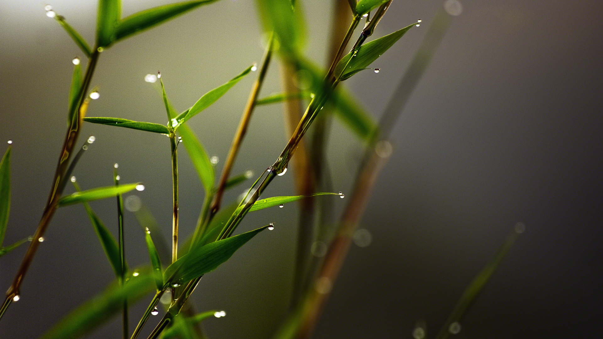 放下, 绿色的, 植物干, 草, 湿气 壁纸 1920x1080 允许