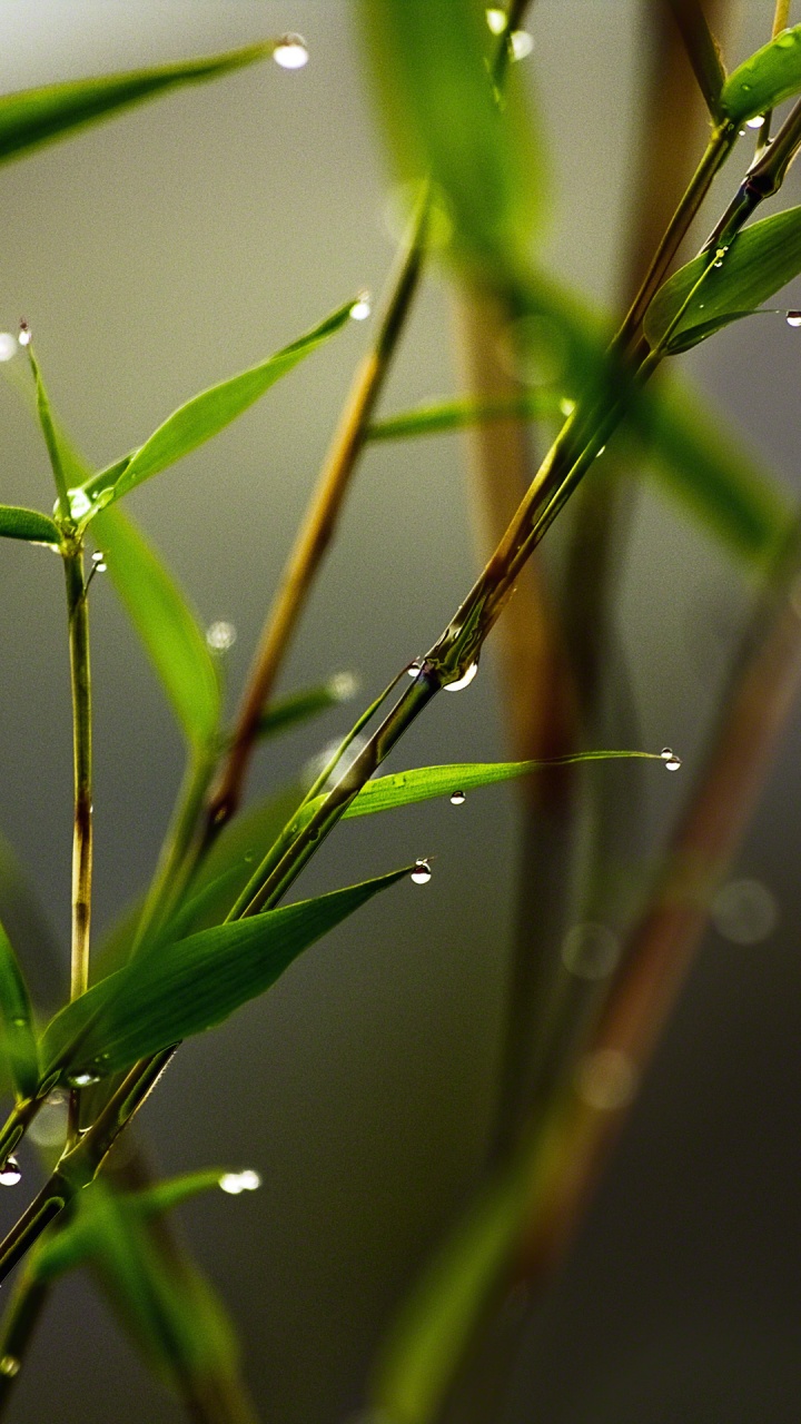 放下, 绿色的, 植物干, 草, 湿气 壁纸 720x1280 允许