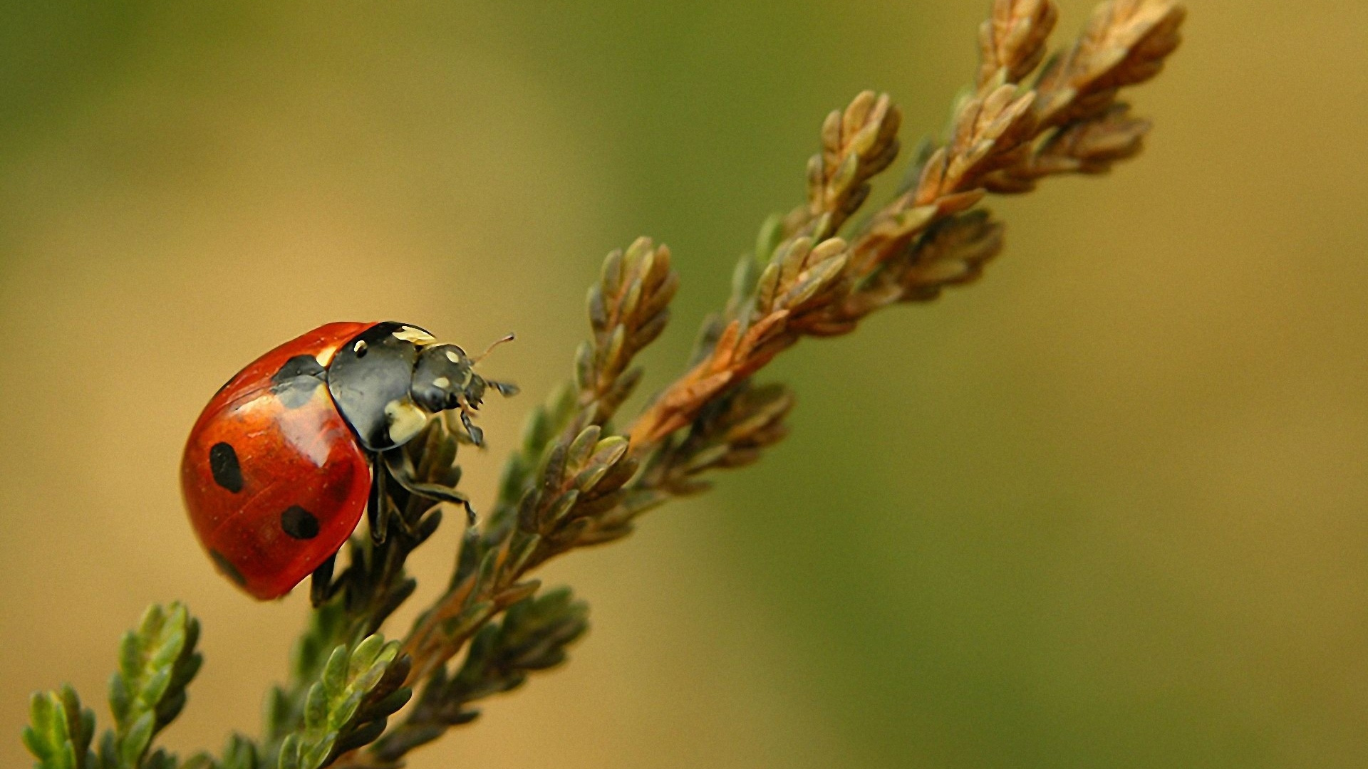 Coccinelle Rouge Perchée Sur Une Tige de Plante Brune en Photographie Rapprochée Pendant la Journée. Wallpaper in 1920x1080 Resolution